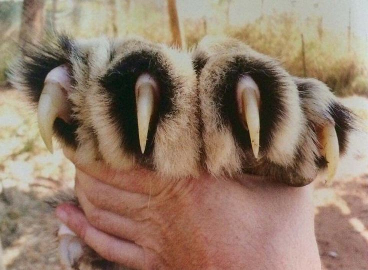 a person holding up their paw with claws on it