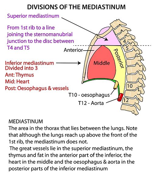 the diagram shows the different parts of the human neck and neck, as well as their functions