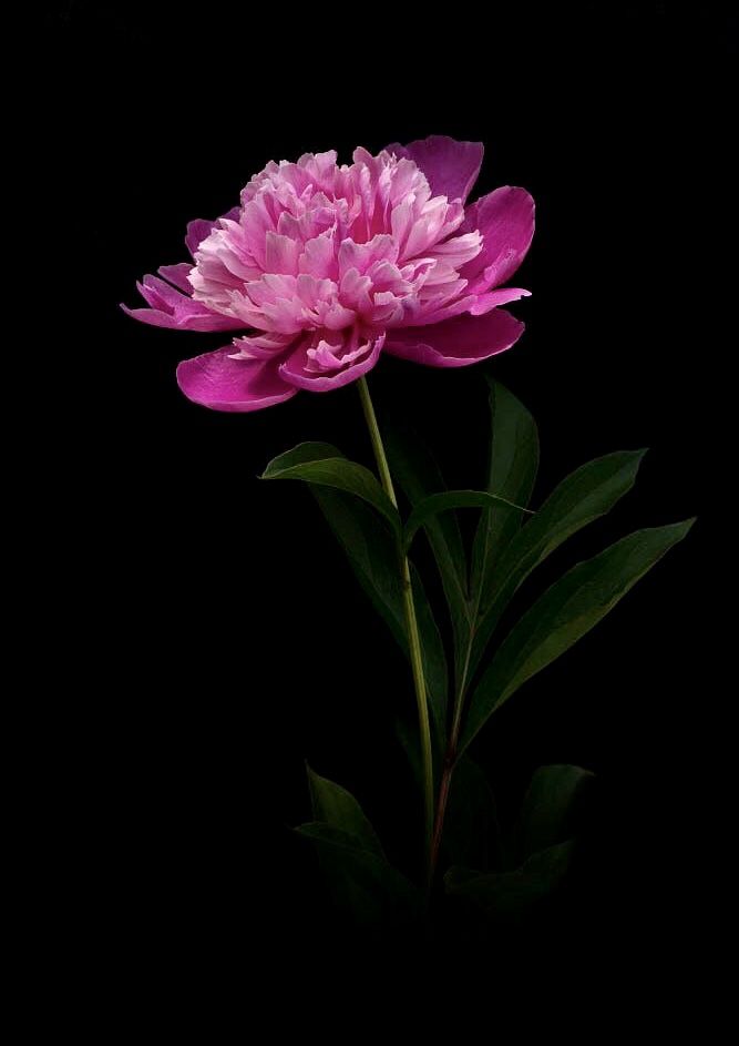 a single pink flower with green leaves on a black background in front of a dark backdrop