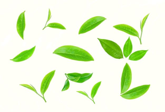 green leaves flying in the air on a white background