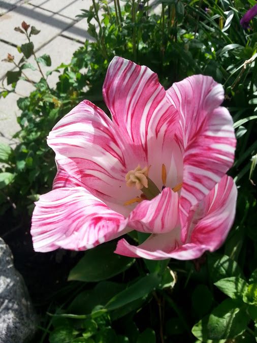 a pink and white flower in the middle of some plants