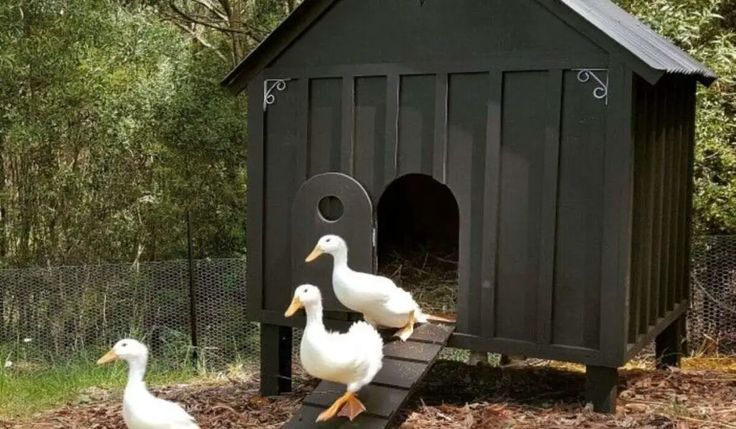 three ducks are standing in front of a black birdhouse