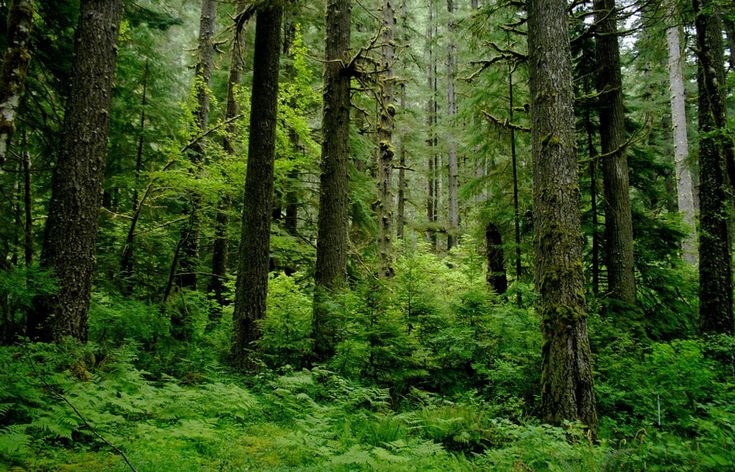 the forest is full of tall trees and green grass