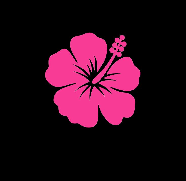 a pink flower on a black background