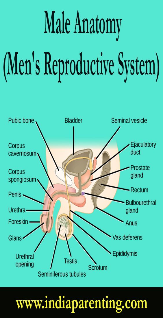 male anatomy men's reproductive system with labels on the front and side