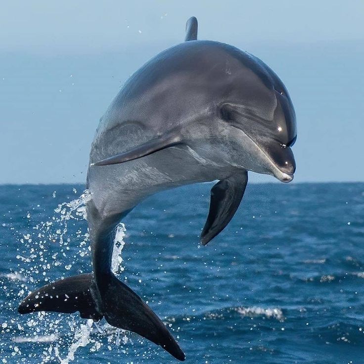 a dolphin jumping out of the water