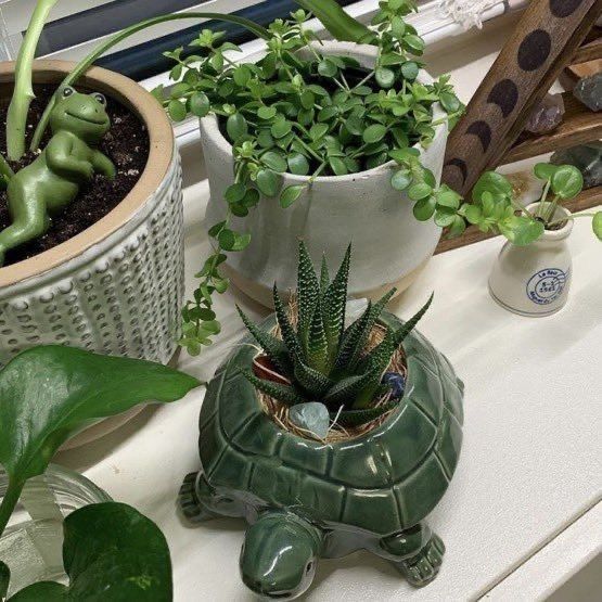 a turtle planter sitting on top of a window sill next to potted plants