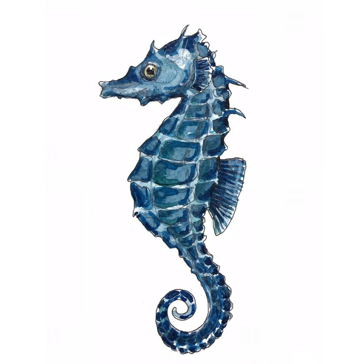 a drawing of a sea horse on a white background