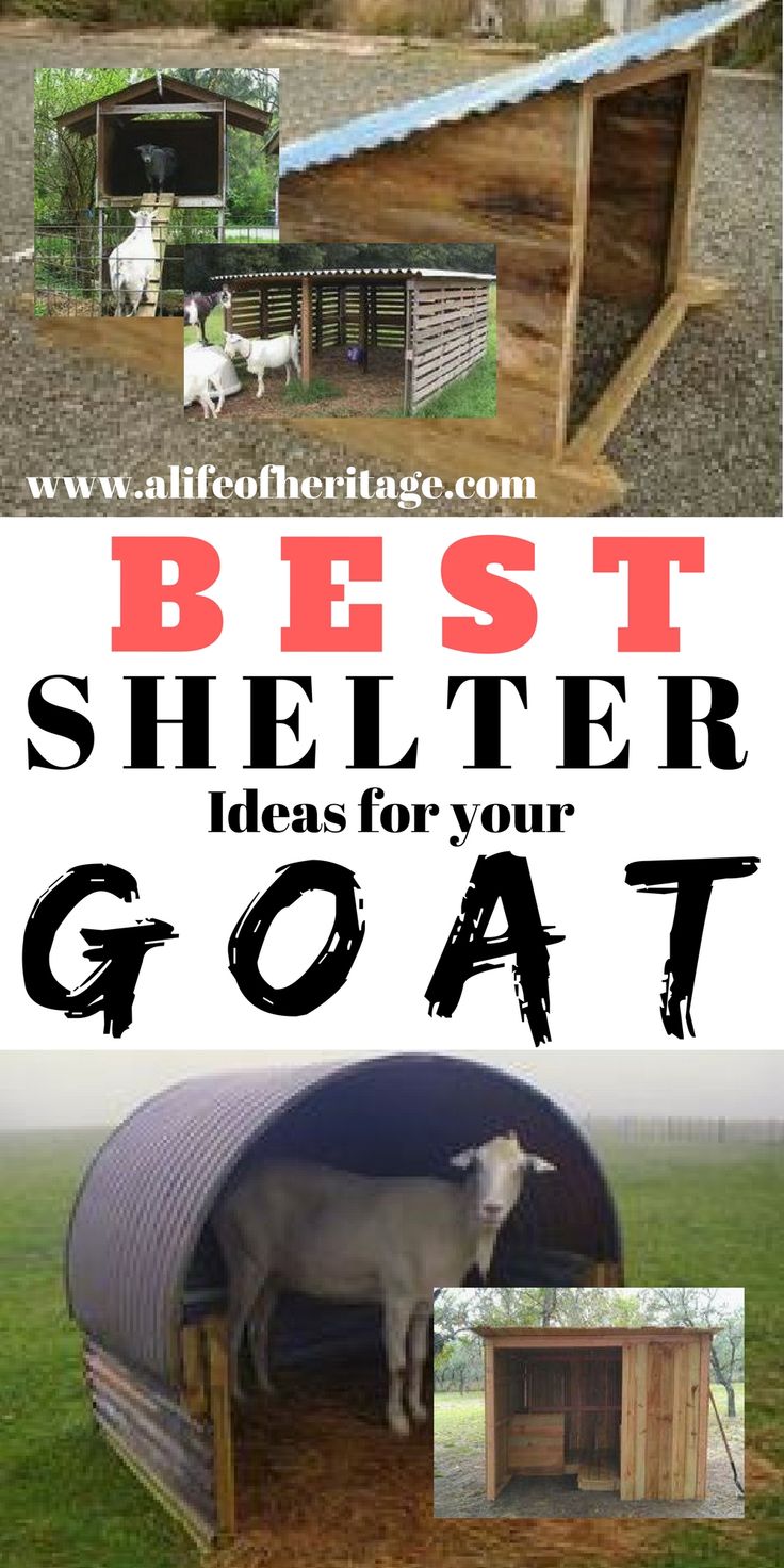 the best shelter ideas for your goat