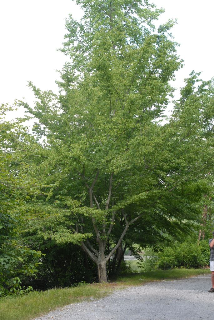 a man standing in front of a tree on a dirt road next to a lush green forest