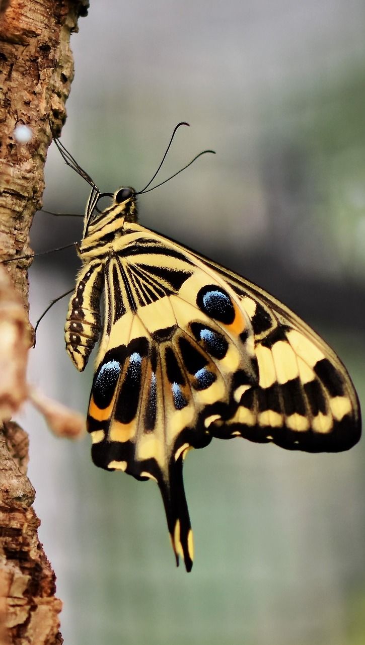 a yellow and black butterfly sitting on top of a tree