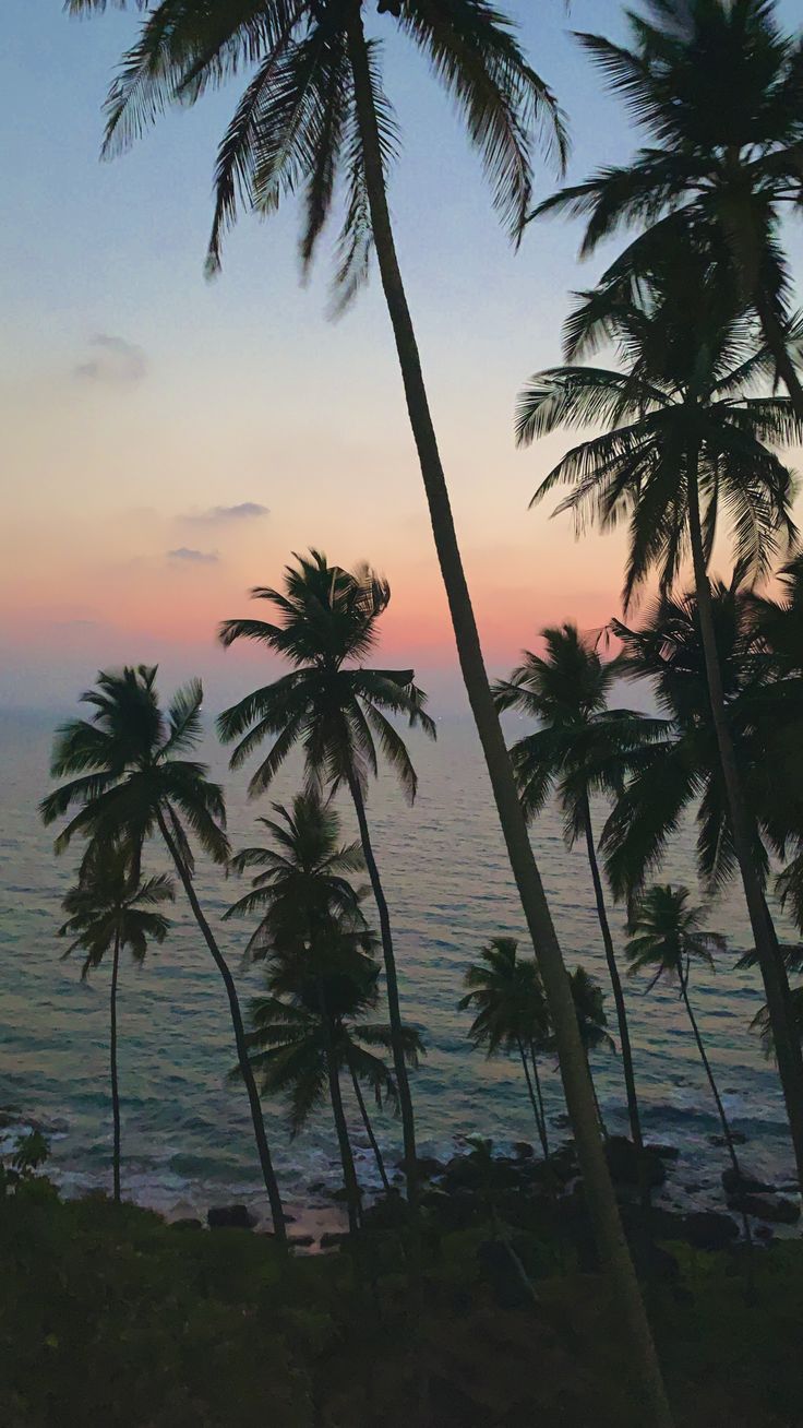 palm trees line the beach as the sun sets