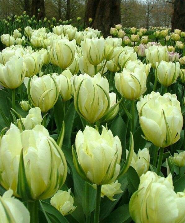 many white tulips in a field with trees in the background