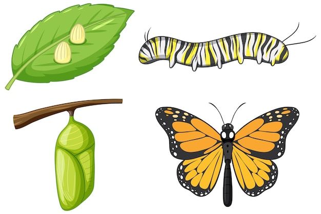 the life cycle of a monarch butterfly on a white background with green leaves and caterpillars