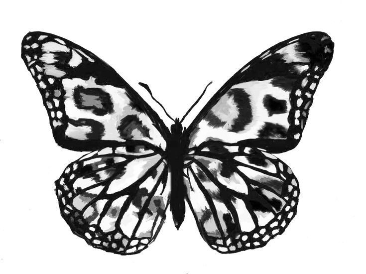 a black and white butterfly with the number fifty five on it's back wing