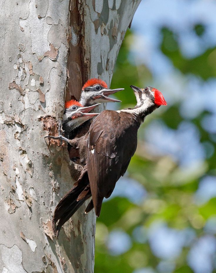 two red headed woodpeckers on the side of a tree