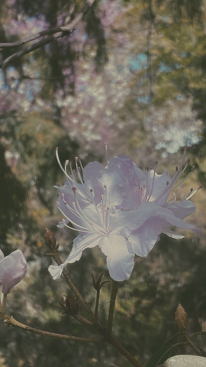 a white flower is blooming on a branch in front of some trees and bushes