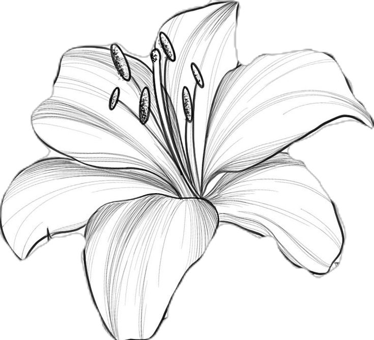 a drawing of a lily flower on a white background with black and white lines in the center