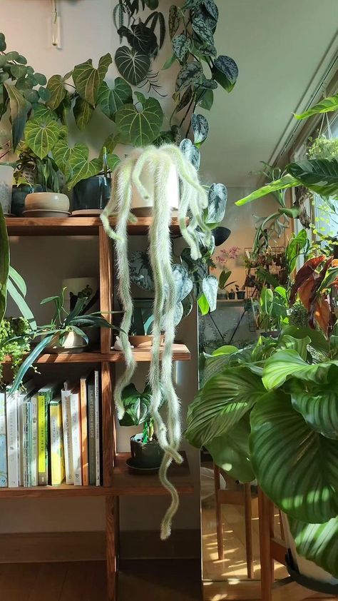 some plants and books in a room