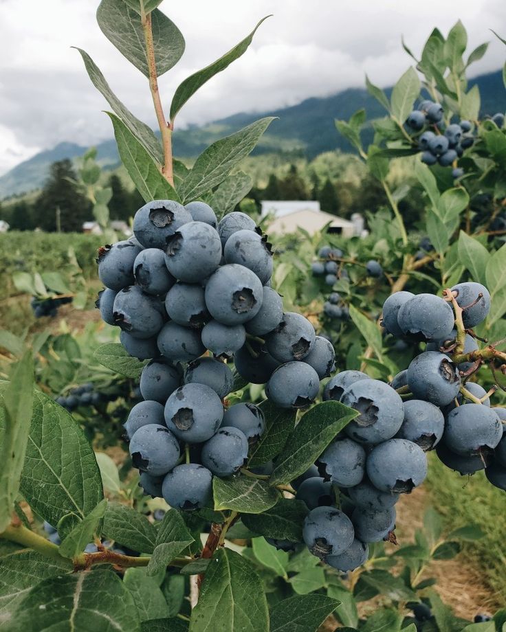 some blue berries are growing on the tree