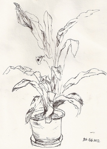 a drawing of a plant in a pot