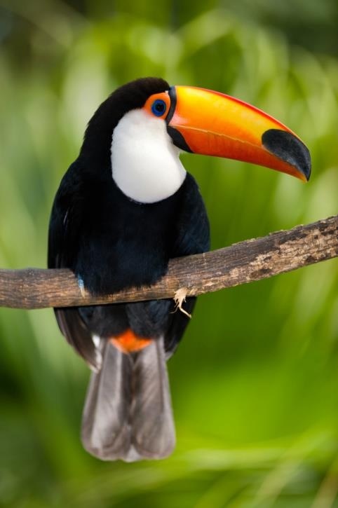 a black and white bird with a bright orange beak sitting on a branch in front of green leaves