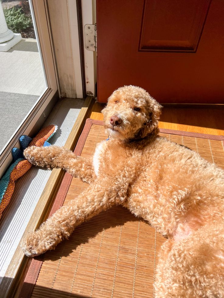 a dog laying on its back in front of a door