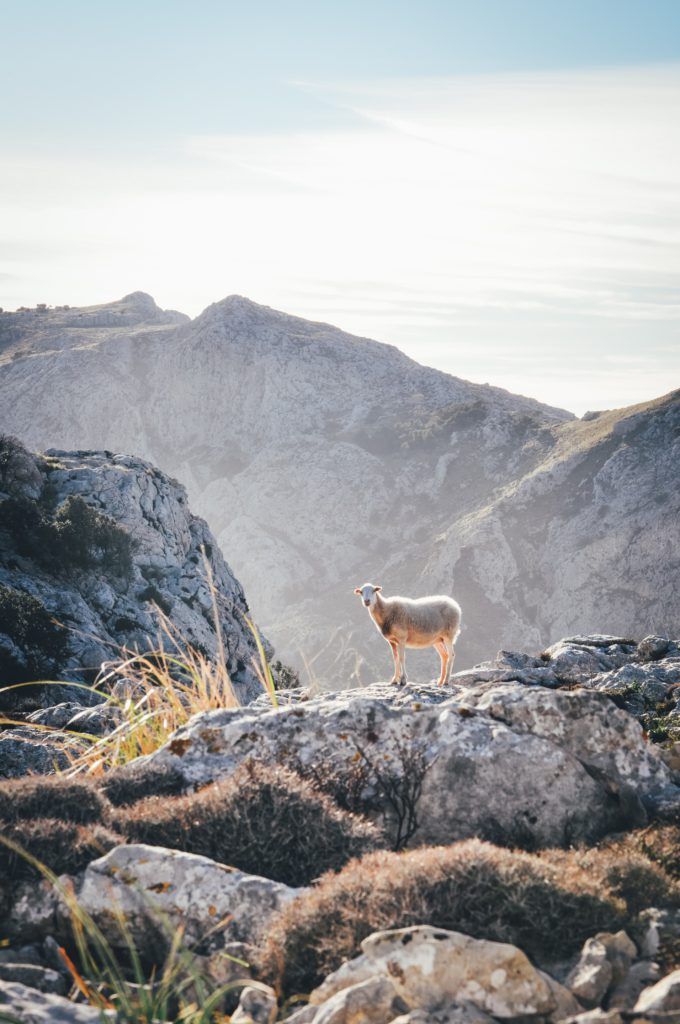 a mountain goat standing on top of a rocky hill with mountains in the background at sunset