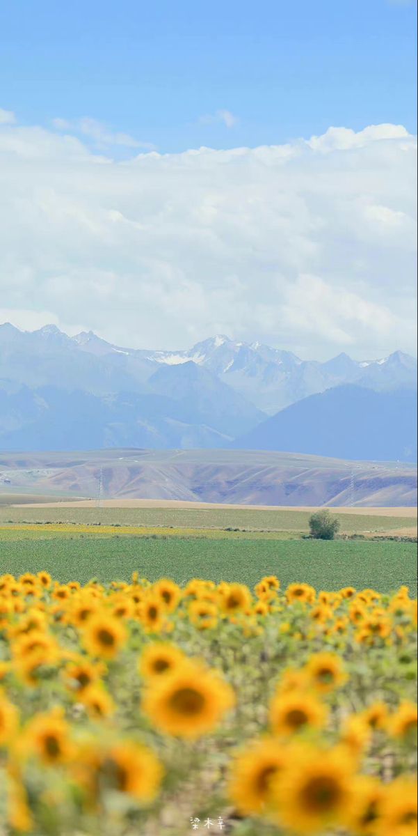 sunflowers are in the foreground with mountains in the background