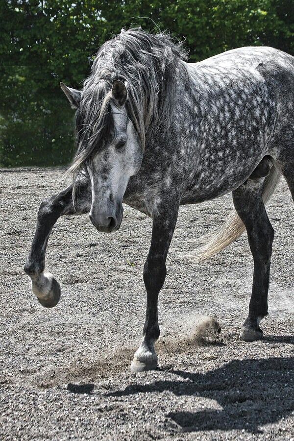 a gray and white horse standing on top of a gravel field next to trees in the background