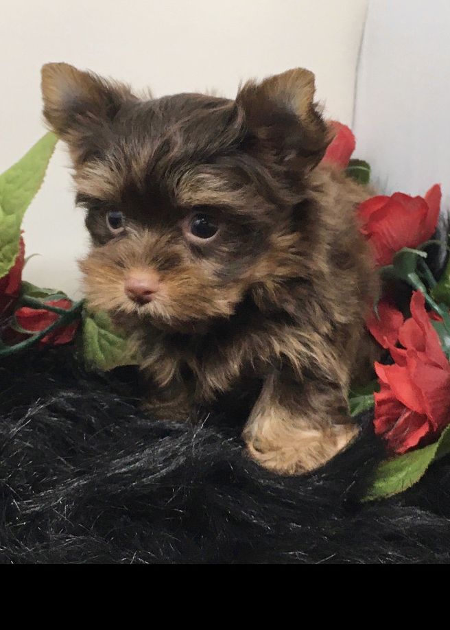 a small brown and black dog sitting on top of a pile of fake fur next to flowers