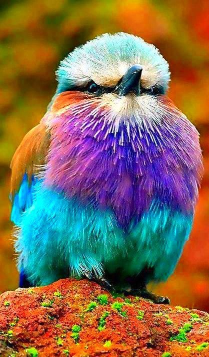 a colorful bird sitting on top of a rock