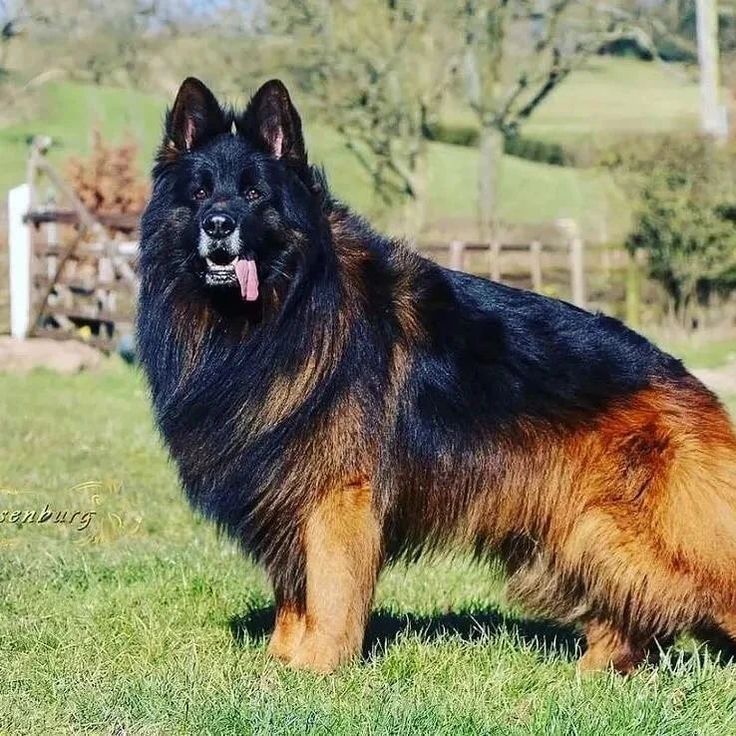 a large brown and black dog standing on top of a lush green field