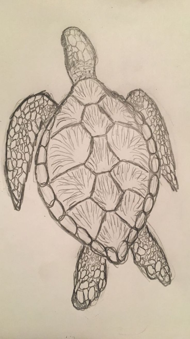 a pencil drawing of a turtle