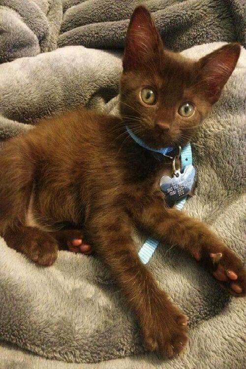 a small brown kitten laying on top of a bed covered in gray blankets and wearing a blue collar