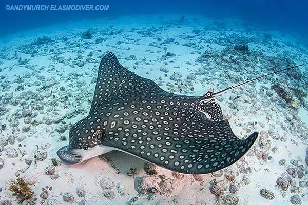 a manta ray swims on the ocean floor with its hook in it's mouth