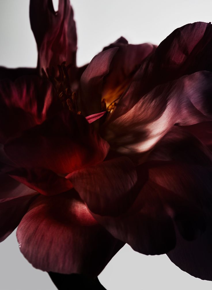 a close up of a purple flower on a white background