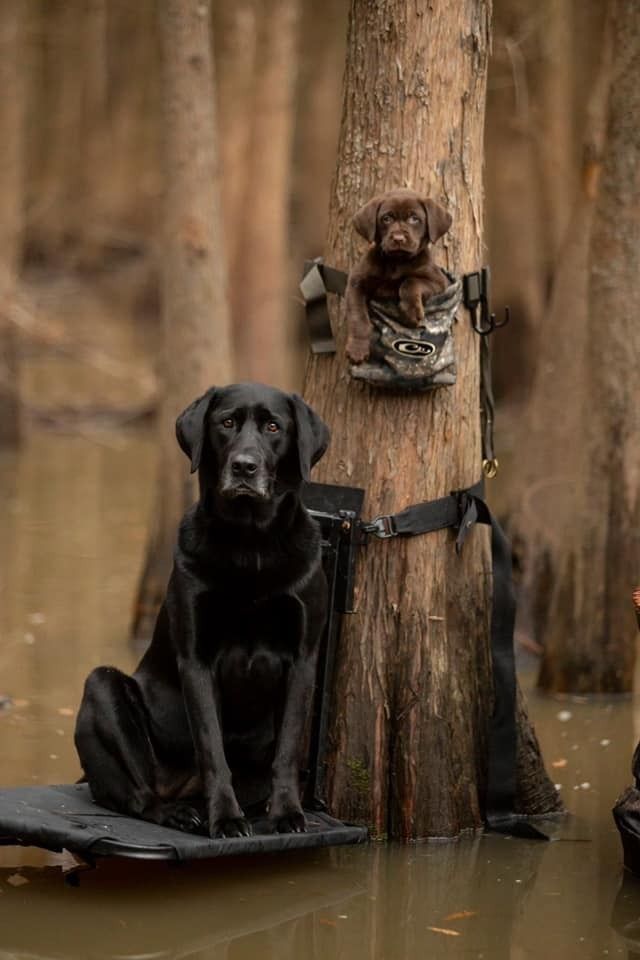 two black dogs sitting on top of a wooden pole in the middle of a flooded forest