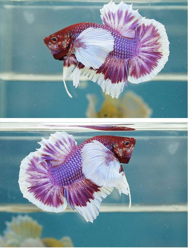 two pictures of a purple and white fish