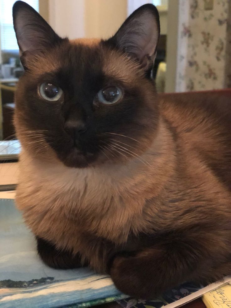 a siamese cat sitting on top of a table