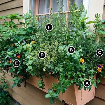 a window box filled with lots of plants