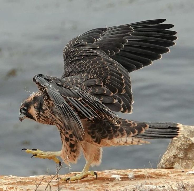 a bird that is standing on the ground with its wings spread out and it's feet in the air