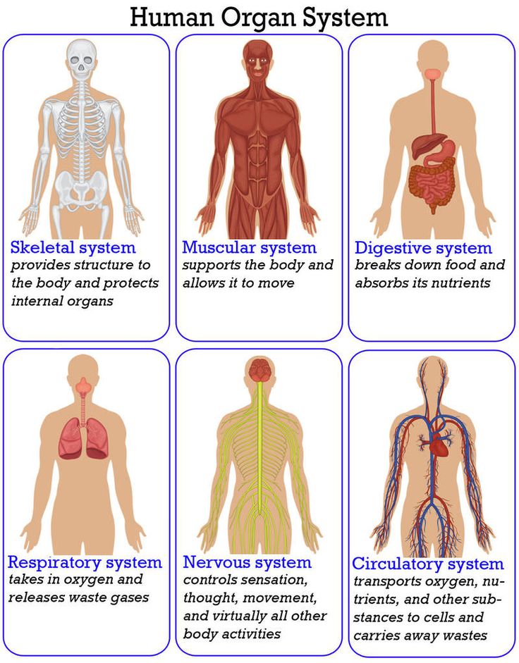 the human organ system and its functions