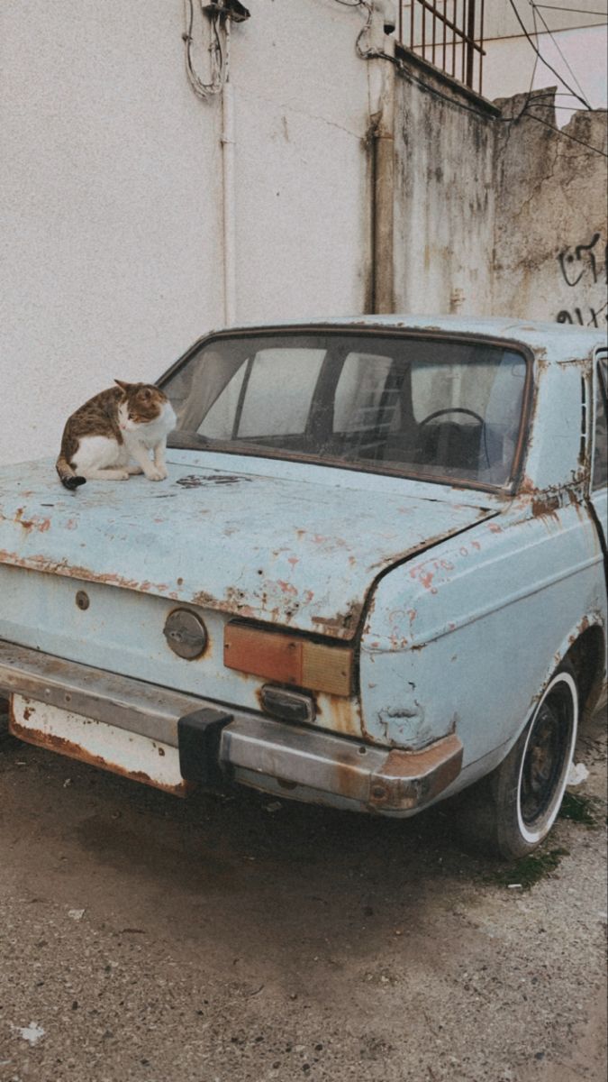 an old car with a cat sitting on the hood