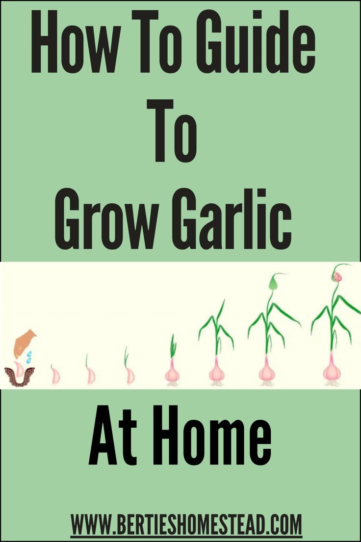 how to guide to grow garlic at home with text overlay that reads, how to guide to grow garlic at home