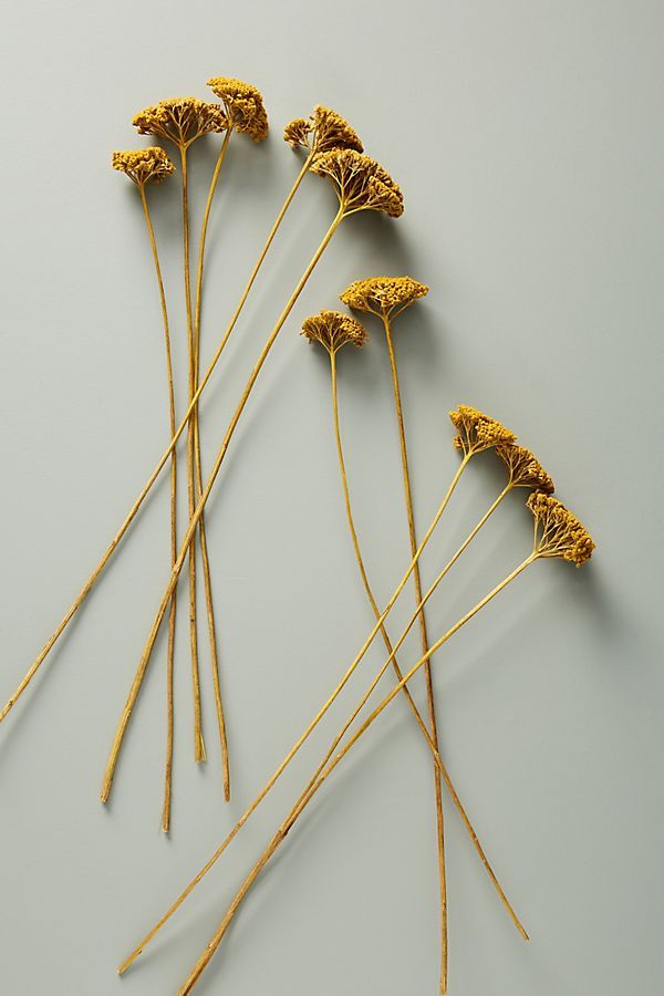 five dried flowers sitting on top of a table