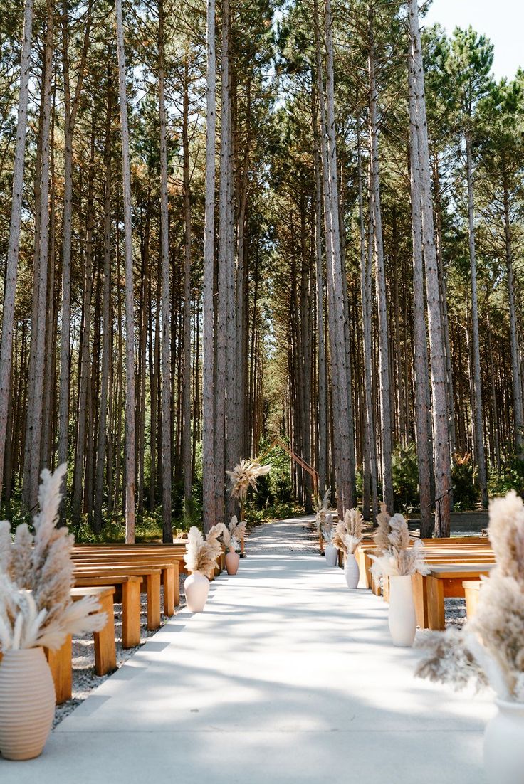 an aisle lined with wooden benches surrounded by tall pine trees