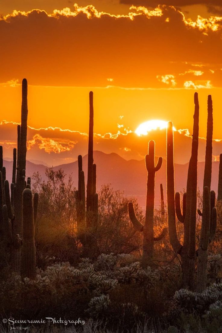 the sun is setting behind some tall cactus bushes and mountains in the distance are silhouetted by clouds