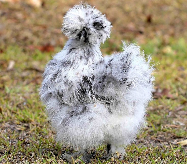 a small gray and white chicken standing in the grass