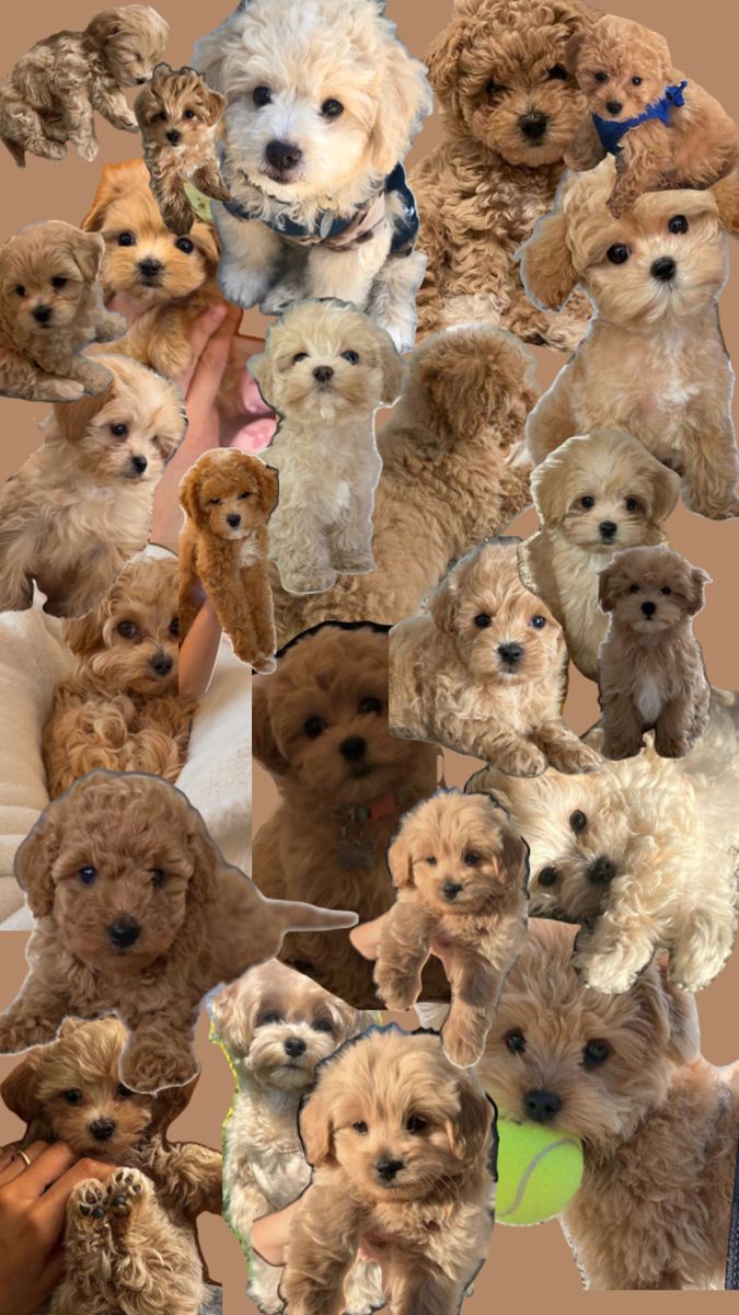 a collage of small dogs with different hair colors